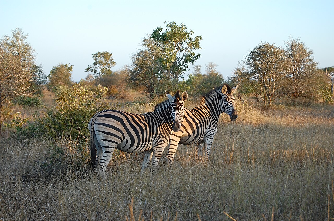 Beauties & Beasts of the KRUGER NATIONAL PARK – An Illustrated Talk by Elisa Best